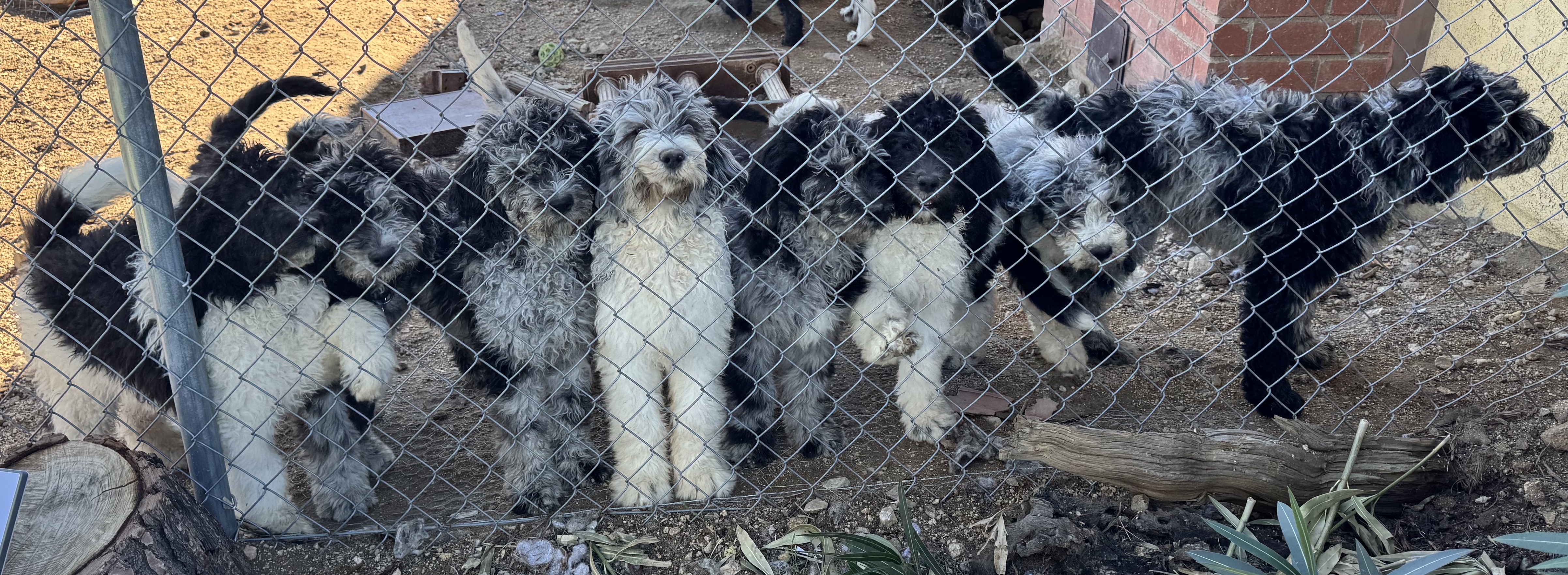 All 8 puppies from first litter