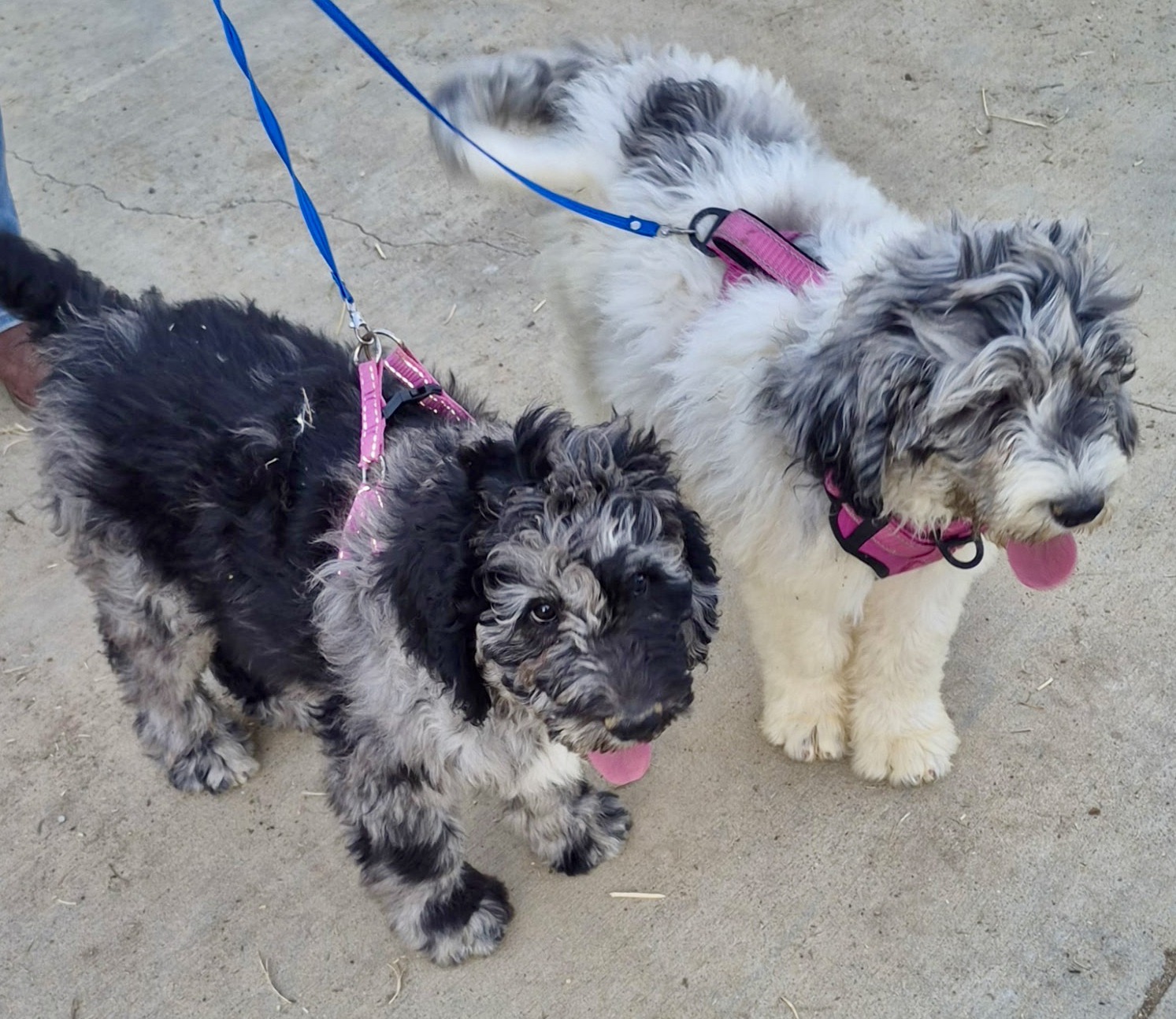 Coatney Critters Puppy